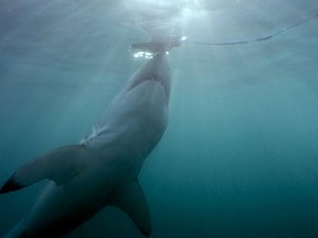 Could a megalodon capsize a boat? Even if it existed today, probably not.