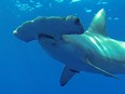 This photo provided by Discovery Channel shows a Great Hammerhead, one of the largest sharks in the world, during an episode of "Shark Week."