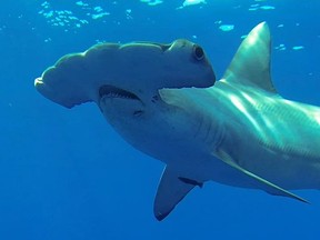 This photo provided by Discovery Channel shows a Great Hammerhead, one of the largest sharks in the world, during an episode of "Shark Week."