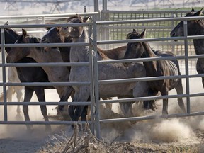In this Wednesday, July 18, 2018 photo wild horses are held in a temporary pen after being rounded up the night before due to insufficient water to sustain them, in a desert area near Salt Lake City. Harsh drought conditions in parts of the American West are pushing wild horses to the brink and forcing extreme measures to protect them. Federal land managers have begun emergency roundups in the deserts of western Utah and central Nevada.