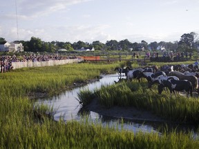 FILE - In a Wednesday, July 26, 2017 file photo, spectators catch a first glimpse of the Chincoteague Ponies on shore during the 92nd annual Chincoteague Pony Swim in Chincoteague, Va. NASA officials say it could take years to understand the extent of contamination at its Wallops Island site from a family of chemicals that has made its way into the drinking water for the nearby town of Chincoteague. NASA has provided supplemental water since PFAS was discovered in the water supply.