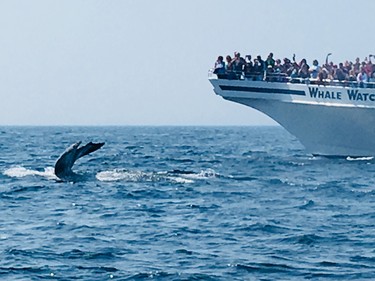 Humpback whales are crowd-pleasers in the waters off the coast of Massachusetts.