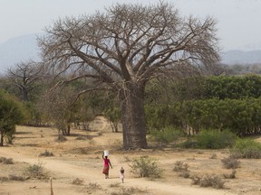 In this photo taken Wednesday, Sept. 20, 2017, a woman and child walks alongside a giant baobab tree in Chimanimani, Zimbabwe.