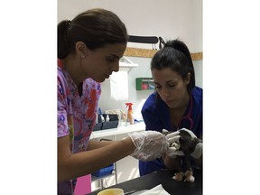 Veterinarians Iron Mavraki, left, and Meni Tsakalidi treat a cat that suffered burns and other injuries in Pikermi, east of Athens, after a wildfire swept through popular summer resorts near Athens and claimed the lives of more than 80 people.