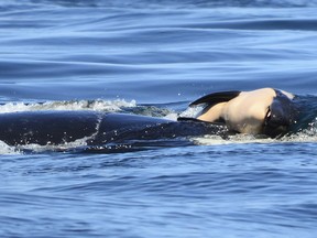 In this file photo taken Tuesday, July 24, 2018, provided by the Center for Whale Research, a baby orca whale is being pushed by her mother after being born off the Canada coast near Victoria, British Columbia.