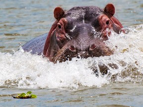 Hippos and lone buffalos pose the greatest danger to humans in Kenya's Rift Valley.