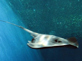 The pelagic stingray can inflict a severe, even fatal wound with its tail.