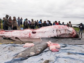 In this July 29, 2017 photo provided by KYUK-TV, a gray whale that was killed in the Kuskokwim River is butchered and the meat and blubber distributed. Indigenous hunters in Alaska initially believed they were legally hunting a beluga whale when they unlawfully killed a protected gray whale with harpoons and guns after the massive animal strayed into a river last year, according to a federal investigative report. The report, released to The Associated Press through a public records, says that after the shooting began, the hunters then believed the whale to be a bowhead and that the harvest would be theirs as the first to shoot or harpoon it. The National Oceanic and Atmospheric Administration decided not to prosecute the hunters. Instead it sent letters advising leaders in three villages about the limits to subsistence whaling.