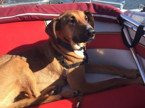 Teddy on a raft. Teddy was rescued from abandonment only to be found dead in his dog walker's vehicle on a 32 C day.