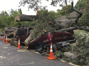 A centuries old massive oak tree came crashing down and crushed this truck after collapsing in a neighborhood in Pleasant Hill, Calif., Thursday, Aug. 30, 2018. Several parked vehicles were destroyed when the tree fell overnight.