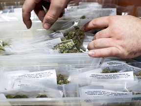 In this Jan. 6, 2018, file photo, an employee stocks cannabis at a store shortly before its first day of recreational marijuana sales in San Francisco.