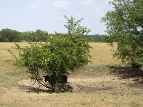 In this Aug. 10, 2018 photo provided by the University of Missouri Extension, a steer takes shelter under a bush near a dry pond on a farm near Monett, Mo. Drought conditions across most of Missouri are causing concerns for farmers. Corn yields could be lower than normal and hay, vital for feeding cattle, is proving scarce. About three-quarters of Missouri pastures are in poor or very poor condition, according to the U.S. Department of Agriculture.