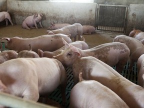 Pigs at a farm in Tianjin, China, on Feb. 2, 2018.