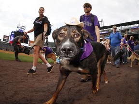 Owners lead one of the dogs around the warning track during the "Bark in the Park" promotion before a baseball game between the Colorado Rockies and the San Diego Padres on Wednesday, Aug. 22, 2018, in Denver.