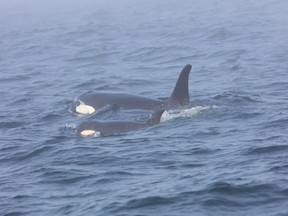 Southern Resident killer whale J50 and her mother, J16, are seen off the west coast of Vancouver Island near Port Renfrew, B.C., on August 7, 2018 in this handout photo. Scientists are reporting progress in the race to help an emaciated and endangered West Coast killer whale in the waters of the Salish Sea. Biologists with the National Oceanic and Atmospheric Association in the United States have tweeted that the team caught up with J50 and her pod near San Juan Island off Washington state. They were able to obtain a breath sample from the juvenile female orca to help assess any infection she might have and they also administered a dose of antibiotics.