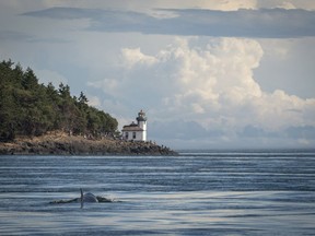 Killer whale J50 is shown near the Lime Kiln Lighthouse off the west side of San Juan Island, Washington, on August 11, 2018 handout photo. Whale researchers working to save an ailing killer whale have released live salmon into waters in front of the free-swimming orca. But they didn't see the critically endangered whale called J50 take any of the eight salmon dropped from a boat Sunday.