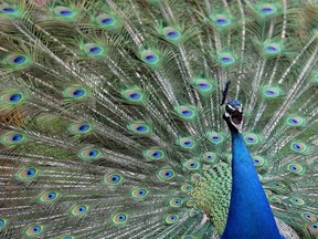 A male peacock displays its tail feathers at Gut Aiderbichl in Henndorf, Austrian province of Salzburg, Saturday, April 26, 2014. One of the peacocks that roam freely on the Calgary Zoo grounds has died after it flew into a Golf Cart.