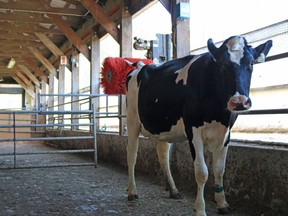 A cow uses a scratching brush in this undated handout photo.