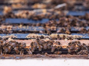 Bees are seen in Keremeos, B.C. on March 10, 2017. The nicotine-based pesticides scientists have linked to a rising number of honey bee deaths will be phased out of use in Canada over a three year period starting in 2021. Sources close to the decision confirmed to