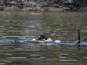 American and Canadian scientists are considering a Hail Mary effort to save an endangered four-year-old killer whale, known as J50, which appears emaciated, lethargic and has lost about 20 per cent of its body weight. J50, left, is seen in U.S. waters off Washington state in a July 21, 2018, handout photo. An endangered killer whale that has prompted an international rescue effort won't receive antibiotics by dart or by fish if it's found in Canadian water today.