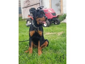 Molly, a six-month-old Rottweiler, is shown in a handout photo. A P.E.I. dog park is facing criticism for their policy banning specific types of dogs, and an expert says while it's within the park owner's rights, forbidding individual breeds isn't the answer to preventing dog bites. THE CANADIAN PRESS/HO-Tasha Ramsay MANDATORY CREDIT