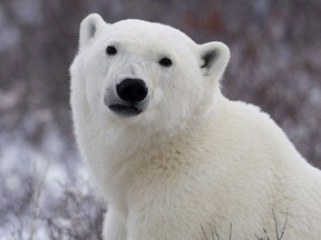 A polar bear is shown near Churchill, Man.,  Wednesday, Nov. 7, 2007. Two injured Inuit hunters huddled for three days with the body of their friend who was killed by a polar bear, while at least four other bears circled their camp.THE CANADIAN PRESS/Jonathan Hayward