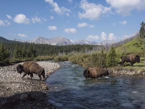Wild plains bison cross the Panther River in Banff National Park in this recent handout photo. Parks Canada says two bison bulls have wandered out of Banff National Park -- just a week after the herd became free-roaming animals. Officials say two male bison left the 1,2000 square kilometre reintroduction zone last Thursday and have been grazing in a remote valley on provincial lands northeast of the national park.