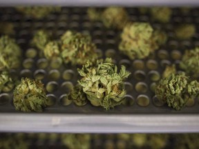 A day after announcing plans to sell recreational cannabis in private stores, the Ontario government said it was still working out how strict regulations governing the new system would be enforced. Cannabis buds lay along a drying rack at the CannTrust Niagara Greenhouse Facility in Fenwick, Ont., on Tuesday, June 26, 2018.