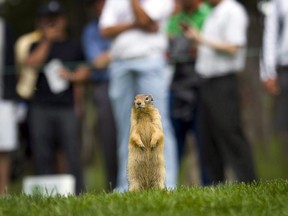 A Richardson's ground squirrel takes in the golf action at a golf course in Banff, Alta., on July 25, 2011.