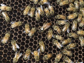 Bees crawl over honeycomb in a hive belonging to beekeepers Mike and Pam Garrett of Niceville, Fla., on Tuesday, April 3, 2018. The queen bee, center, is recognizable by a dot of white paint on her back.