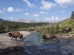 Wild plains bison cross the Panther River in Banff National Park in this recent handout photo.A second bison bull that wandered out of Banff National Park has been captured and relocated to a paddock in southern Alberta.