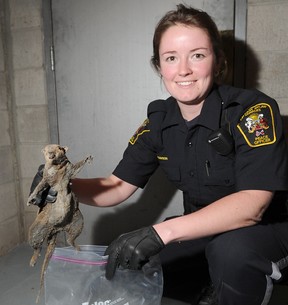 Patty Robinson from Calgary Animal Services posing with a rat-like creature that turned out to be a squirrel.