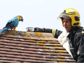 A firefighter tries to coax down Jessie on Cuckoo Hall lane.