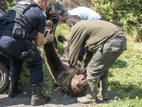 The killed male brown bear is carried away from the courtyard of the Octavian Goga high school in the Transylvanian city of Csikszereda, or Miercurea Ciuc in Romania, Tuesday, Aug. 21, 2018. The bear broke into several homes and even killed a goat. In the end the bear was killed by a hunter.