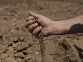 In this Wednesday, July 17, 2018, photo, Israeli farmer Ofer Moskovitz checks soil in his field near Kfar Yuval, Israel. A five-year drought is challenging Israel's strategy of addressing its water woes with desalination. With farmers reeling from parched fields and the country's most important bodies of water shrinking, Israel once again is having to cope with a stifling lack of water despite professing to have tackled the issue.