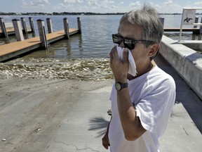 In this Monday Aug. 6, 2018 photo, Alex Kuizon covers his face as he stands near dead fish at a boat ramp in Bradenton Beach, Fla. From Naples in Southwest Florida, about 135 miles north, beach communities along the Gulf coast have been plagued with red tide. Normally crystal clear water is murky, and the smell of dead fish permeates the air