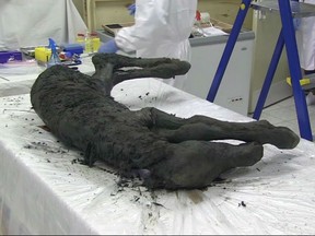 In this image made from video, scientists examine the fossil of a horse in Yakutia, Russia, Thursday, Aug. 23, 2018. Russian scientists have found the carcass of an ancient foal perfectly preserved in Siberian permafrost. The fossil discovered in the region of Yakutia has its skin, hair, hooves and tail preserved. Scientists from Russia's Northeast Federal University said Thursday that the foal is estimated to be 30,000 to 40,000 years old.