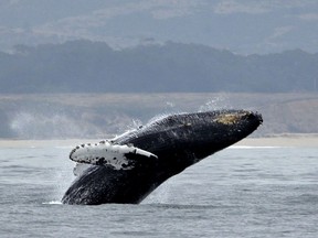 FILE - In this Monday, Aug. 7, 2017, file photo, a humpback whale breeches off Half Moon Bay, Calif. In a settlement with environmental groups, the Trump administration has agreed to designate critical Pacific Ocean habitat for endangered humpback whales. The suit by the Center for Biological Diversity, Turtle Island Restoration Network and Wishtoyo Foundation, a nonprofit that represents Native American tribes, was settled Friday, Aug. 24, 2018, in federal district court in San Francisco.