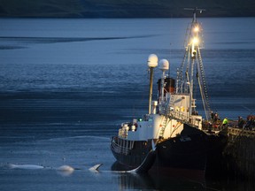 A boat tows in dead fin whales to be carved up at Iceland’s only whaling station, near Reykjavik, July 24, 2018. Kristjan Loftsson’s company is the last one in the world still hunting fin whales.