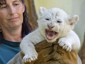 Zookeeper Susann Paelecke holds one of the four rare white lion cubs, the female baby, at the zoo in Magdeburg, Germany, Friday, Aug. 17, 2018. Keepers weighed the three males and one female and carried out health checks on the cats, which are rare in the wild. The young lions were born on July 5, 2018.