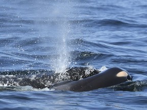 FILE - In this file photo taken Tuesday, July 24, 2018, provided by the Center for Whale Research, a baby orca whale is being pushed by her mother after being born off the Canada coast near Victoria, British Columbia. Whale researchers are keeping close watch on an endangered orca that has spent the past week carrying and keeping her dead calf afloat in Pacific Northwest waters. The display has struck an emotional chord around the world and highlighted the plight of the declining population of southern resident killer whales that has not seen a successful birth since 2015.