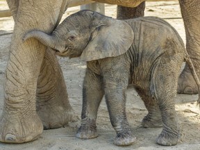 This Monday, Aug. 13, 2018 photo provided by the San Diego Zoo Safari Park shows Umzula-zuli, a healthy male African elephant calf, taking its first tentative steps in the elephant enclosure under the watchful eye of its mother, Ndula, at the park in Escondido, Calif. Zookeeper Mindy Albright says the other 12 elephants sniffed the new baby and trumpeted their welcome. The elephant was born Sunday, Aug. 12, which happened to be World Elephant Day.