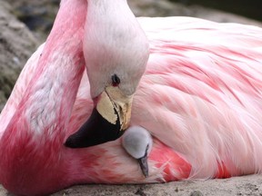 An Andean flamingo looks after a surrogate Chilean flamingo chick, supplanted to replace its own infertile egg, in Slimbridge, England, in this undated photo. The British conservation charity Wildfowl & Wetlands Trust says record-breaking high temperatures encouraged a rare flock of Andean flamingos to lay eggs for the first time since 2003, but their eggs were infertile so the WWT gave them eggs from their near relatives, Chilean flamingos, to look after and satisfy their nurturing instincts.