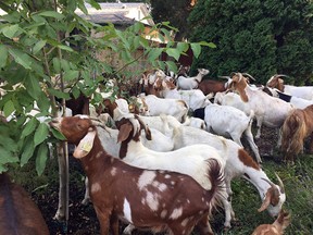 Scores of goats much on the flora and fauna in a residential area of Boise, Idaho, Friday, Aug 3, 2018.