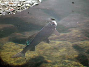 FILE - In this June 27, 2005, file photo, an Arctic grayling is shown in Emerald Lake in Bozeman, Mont. A federal appeals court says U.S. wildlife officials did not consider all environmental factors when it decided against designating a Montana fish as a threatened or endangered species. A three-judge panel of the 9th U.S. Circuit Court of Appeals on Friday, Aug. 17, 2018, sent a lawsuit seeking federal protections for the Arctic grayling back to a lower court for further consideration.