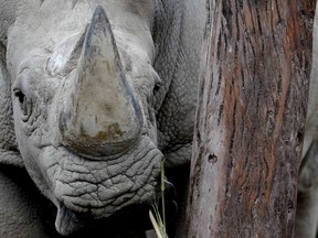 In this Aug. 13, 2018 photo, a rhino stands inside his enclosure at the "eco-park" in Buenos Aires. The recent deaths of the two animals have fueled charges by conservationists that an attempt by the Buenos Aires' government to turn a 140-year-old zoo into an "eco-park" and relocate most of its 1,500 animals to sanctuaries has been a poorly planned disaster.
