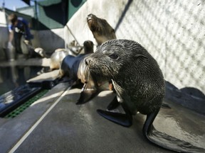 FILE - In this Tuesday, Feb. 26, 2013 file photo, a Guadalupe fur seal, foreground, passes by as SeaWorld animal rescue team member Heather Ruce feeds a California sea lion at a rescue facility in San Diego, with rescue crews seeing a higher than average amount of stranded sea lions. Marine biologists nicknamed a patch of persistent high temperatures in the Pacific Ocean between 2013 and 2016 "the Blob." During that period, decreased phytoplankton production led to a "lack of food for many species," from fish to marine mammals.