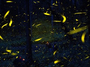 FILE - In this July 21, 2016 file photo, fireflies light up in synchronized bursts as photographers take long-exposure pictures, inside Piedra Canteada, a tourist camp cooperatively owned by 42 local families, inside an old-growth forest near the town of Nanacamilpa, Tlaxcala state, Mexico. A study released on Wednesday, Aug. 22, 2018 in the journal Science Advances, says that fireflies seem to use their lights to tell bats they taste bad.