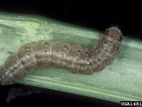 This undated image made available by Frank Peairs in 2007 shows a European corn borer. A warmer world likely means more and hungrier insects chomping on crops and less food on dinner plates, a new study suggests.