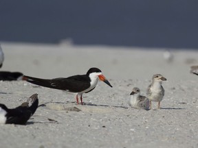 This July 23, 2018, photo provided by Birmingham Audubon shows black skimmers with young chicks on Sand Island, Ala. Wildlife officials say beach volleyball players on the small island off Alabama probably killed hundreds of unhatched birds, moving eggs to make room for their playing court and scaring adult birds from nests.